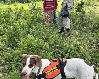 Idosa de 66 anos desaparecida é encontrada com vida por cadela de busca