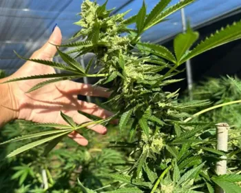 Justiça autoriza uso de flor de cannabis para fins medicinais a pacientes de associação na PB