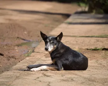 MPPB ajuíza ação para que prefeitura recolha animais soltos em São João do Rio do Peixe