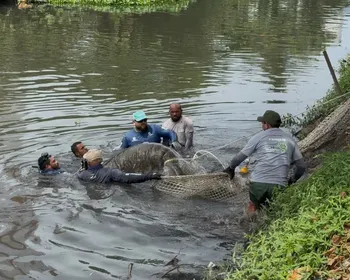 Peixe-boi é resgatado no rio Jaguaribe, em João Pessoa