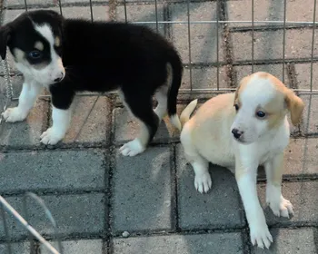 Samu Pet: saiba como funciona o serviço em João Pessoa