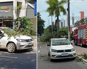 Ventania derruba árvores, provoca queda de estrutura e causa transtornos na Paraíba; VÍDEO
