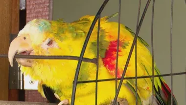 Papagaio que teria sido cuidado por Frei Damião vive com família em Livramento