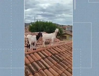 Cabras sobem em telhado e são resgatadas pelo Corpo de Bombeiros, em Patos