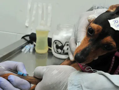 Programa oferece mais de 3 mil vagas para castração de cães e gatos em 16 cidades da Paraíba