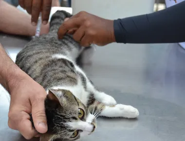 Evento oferece castração, vacinação e outros serviços veterinários gratuitos em João Pessoa