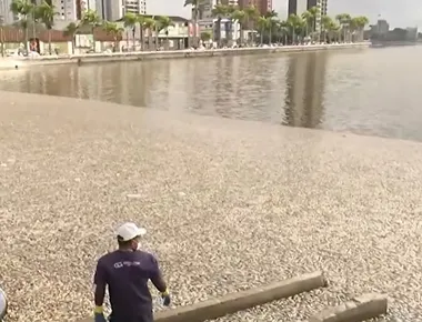 Peixes mortos são encontrados no Açude Velho, em Campina Grande