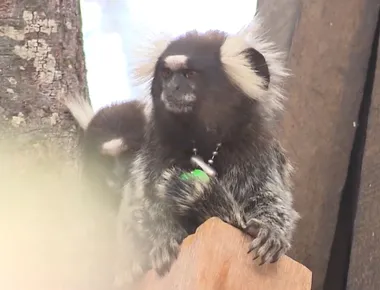 Interação com animais silvestres: entenda quais os riscos e como evitá-los