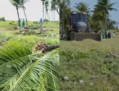 Justiça proíbe prefeitura de Cabedelo de seguir com retirada de coqueiros em Camboinha