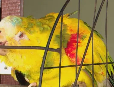 Papagaio que teria sido cuidado por Frei Damião vive com família em Livramento