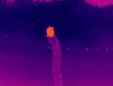 Pesquisadores da UFPB registram assinatura térmica de tartaruga durante desova