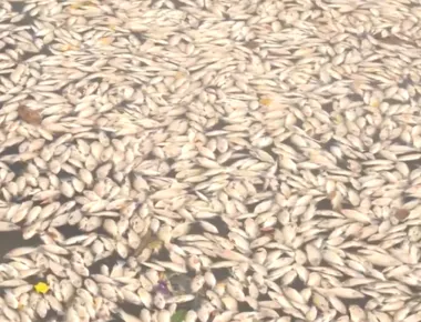 Prefeitura de Campina Grande estuda oxigenar água do Açude Velho após morte de peixes