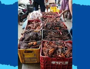 Quase uma tonelada de fios de cobre é apreendida em João Pessoa, e dois suspeitos são presos