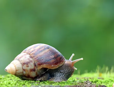 Caracol-gigante-africano pode transmitir doenças graves; veja como identificar e evitar riscos