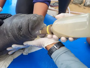 Filhote de peixe-boi-marinho encalhado é resgatado em praia do Litoral Norte