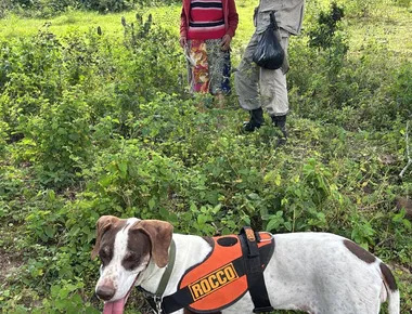 Idosa de 66 anos desaparecida é encontrada com vida por cadela de busca