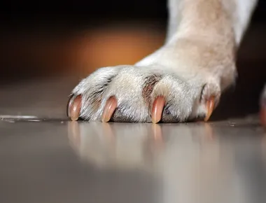 Polícia Civil abre inquérito para investigar morte de animais em Teixeira