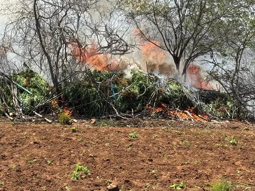 
				
					44 mil pés de maconha são incinerados em Livramento, no Cariri da Paraíba
				
				