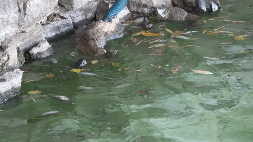 
				
					Açude Velho registra poluição e preocupa moradores, em Campina Grande
				
				