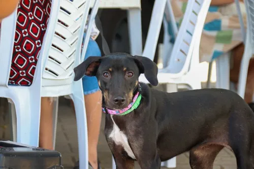 
				
					Apenas 23 municípios cumpriram meta do programa estadual de castração animal na Paraíba
				
				