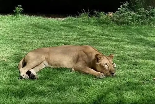 
				
					Após quase três semanas de morte de jovem, Bica reabre com novo horário de funcionamento
				
				