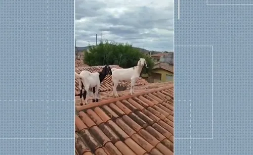
				
					Cabras sobem em telhado e são resgatadas pelo Corpo de Bombeiros, em Patos
				
				