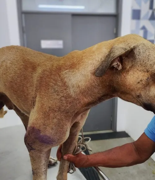 
				
					Cachorro é resgatado após ser baleado em João Pessoa
				
				