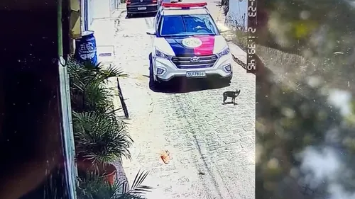 
				
					Cadela morre após ser atropelada por viatura da PM em João Pessoa
				
				