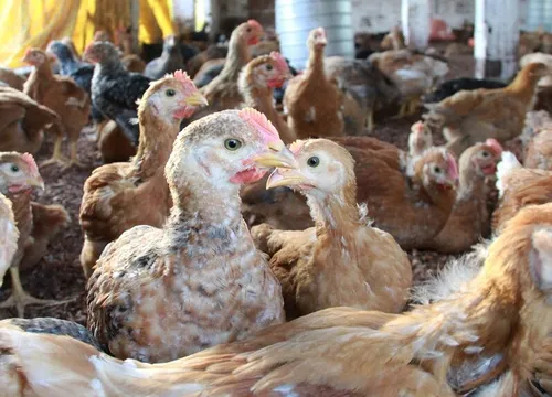 
				
					Camarão, leite, ovos e mel: Paraíba cresce em produção de alimentos de origem animal, diz IBGE
				
				