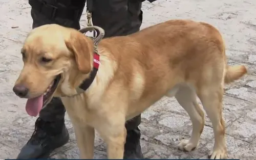 
				
					Cão farejador da Polícia Militar da Paraíba participa da segurança da COP30
				
				