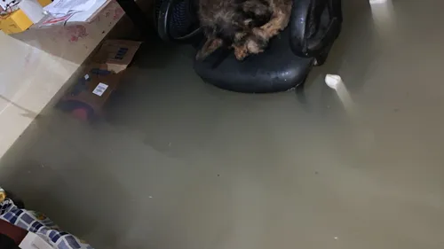 
				
					Casal de idosos acamados fica ilhado após alagamento causado pelas fortes chuvas, em João Pessoa
				
				