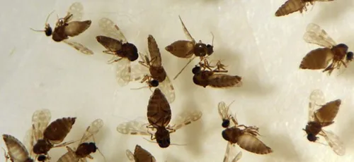 
				
					Casos de febre oropouche na PB passam de 8 para mais de 600 entre 2024 e 2025
				
				