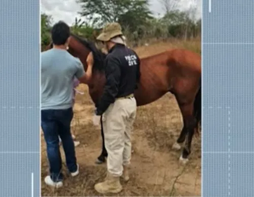 
				
					Cavalo fica ferido após acidente com carroça e tutor vai responder por maus-tratos, na PB
				
				