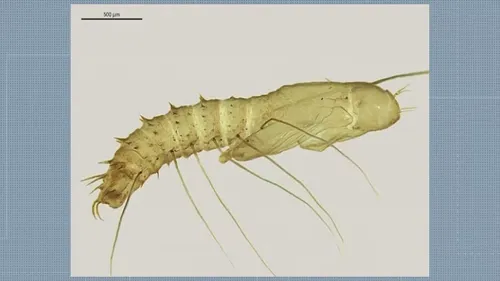
				
					Cientistas da UFPB e da Fiocruz descobrem nova espécie de mosca na Mata Atlântica
				
				