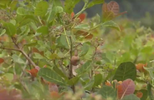 
				
					Com cultivo sustentável, Jacaraú quer se tornar referência na produção de caju
				
				