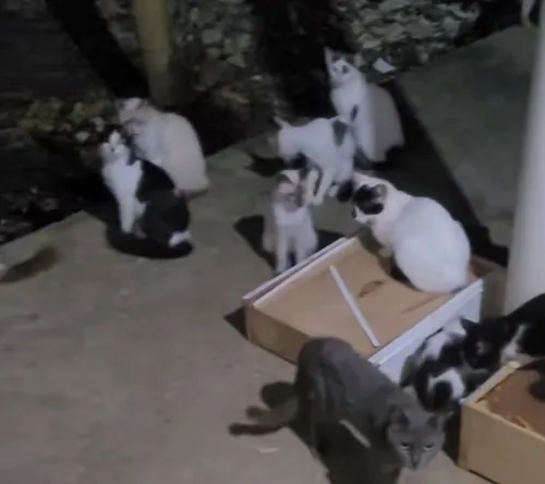 
				
					Gatos abandonados: Justiça bloqueia R$ 39 mil da Prefeitura de João Pessoa por descumprir decisão
				
				