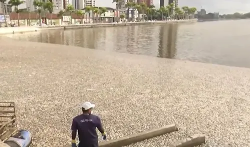 
				
					Prefeitura explica fenômeno que pode ter provocado morte de toneladas de peixe no Açude Velho
				
				