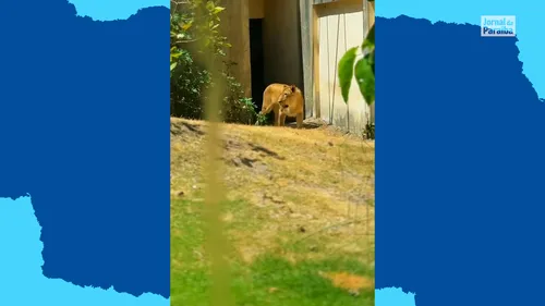 
				
					Leoa volta ao recinto da Bica, em João Pessoa, após morte de jovem e período em isolamento
				
				