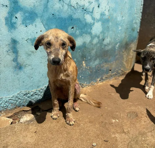 
				
					Mais de 20 cães são encontrados em situação de maus-tratos em canil municipal do Sertão da PB
				
				