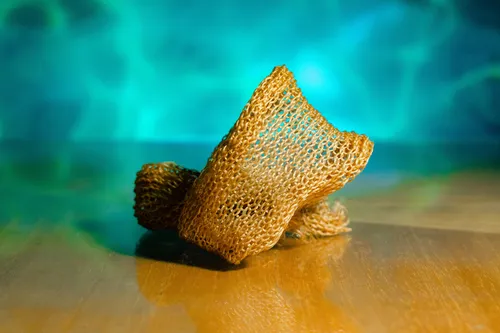 
				
					Paraibana transforma algas marinhas em fio têxtil que promete menor impacto ambiental na moda
				
				
