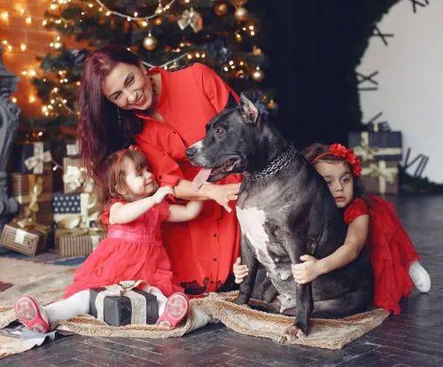 
				
					Perigos da decoração de Natal para pets: veja quais são e como evitar
				
				