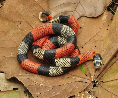 
				
					Pesquisadores da UEPB lançam guia ilustrado para identificação de animais peçonhentos
				
				