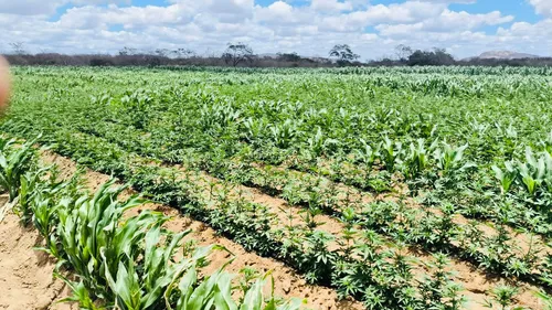 
				
					Plantação de maconha com mais de 100 mil pés é encontrada em Camalaú
				
				