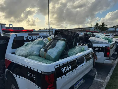 
				
					Polícia Militar apreende quase meia tonelada drogas em João Pessoa e Bayeux
				
				