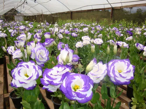 
				
					Primavera: metereologia prevê chuvas e temperatura dentro da média na Paraíba
				
				