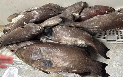 
				
					Restaurante na praia do Bessa, em João Pessoa, é interditado por irregularidades sanitárias
				
				