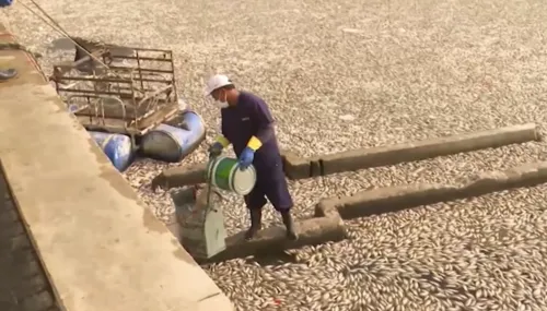
Sem precedentes: equipes retiram 10 toneladas de peixes mortos do Açude Velho em Campina Grande

