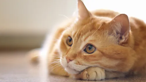 
				
					TJPB decide que gatos de condomínio em João Pessoa não são “animais comunitários”
				
				