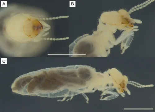 
				
					'Triclavitermes catoleensis': nova espécie de cupim é descoberta no Sertão da Paraíba
				
				