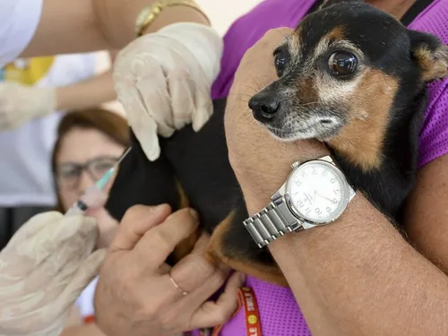 
				
					Vacinação contra raiva animal: PB tem Dia D de imunização; veja serviços
				
				